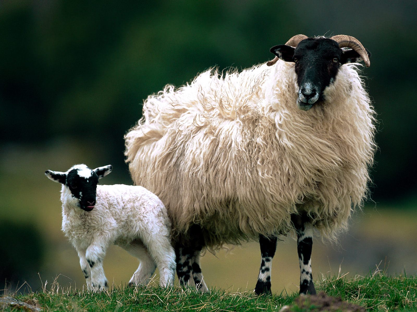 17-hair-sheep-breeds-that-don-t-need-expensive-shearing